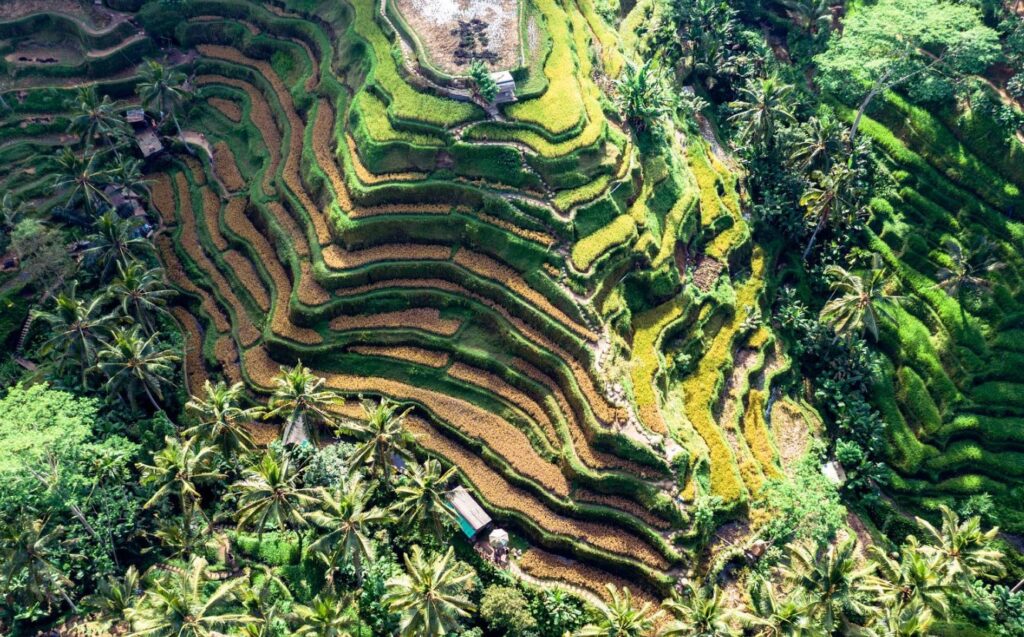 Tegallalang Rice Terraces